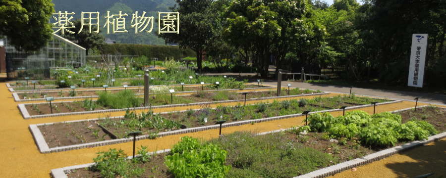 薬用植物園